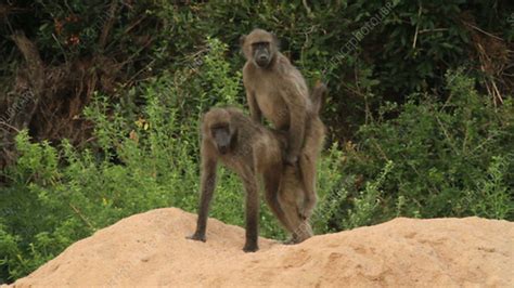 Close up of male baboon mating with a female. Stock Video